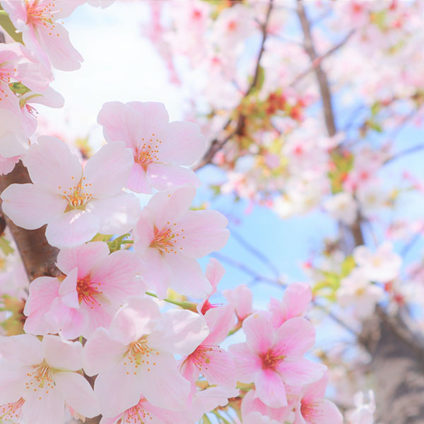 桜